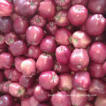 New Crop Chinese Fresh Red Huaniu Apple